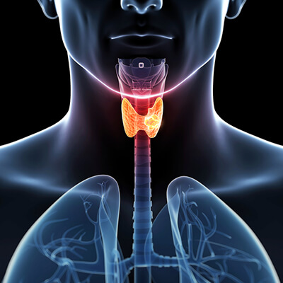 Medical illustration of the human thyroid gland highlighted in orange, located in the neck near the trachea